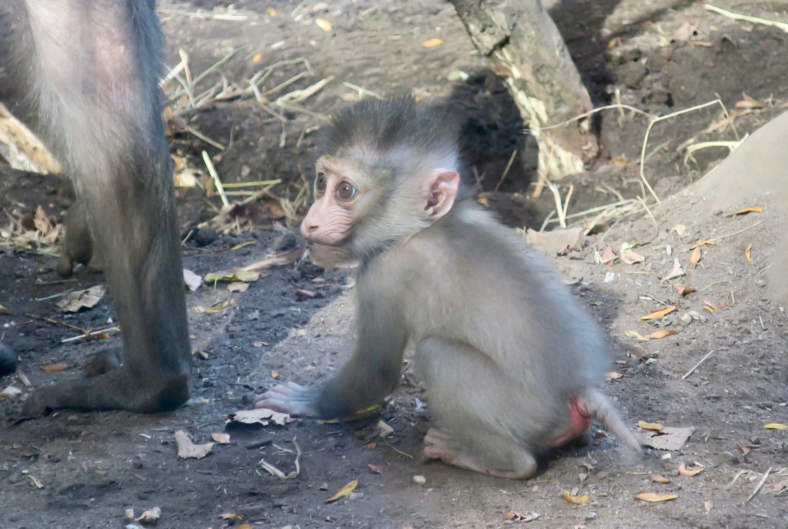 Mandrill (Mandrillus sphinx)