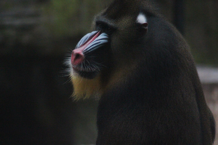 Mandrill (Mandrillus sphinx)