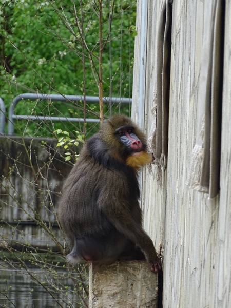 Mandrill (Mandrillus sphinx)