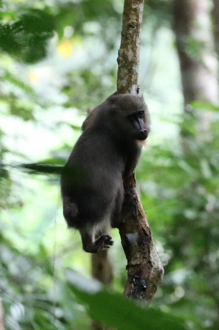 Mandrill (Mandrillus sphinx)