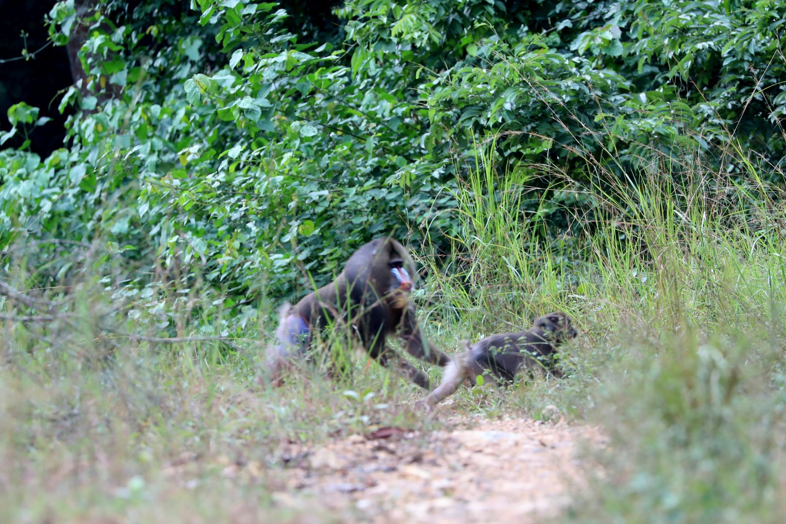 Mandrill (Mandrillus sphinx)