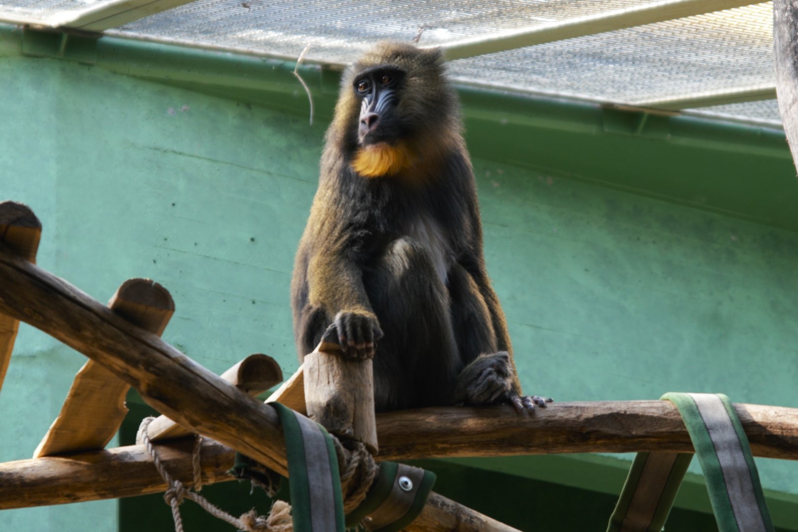 Mandrill (Mandrillus sphinx)