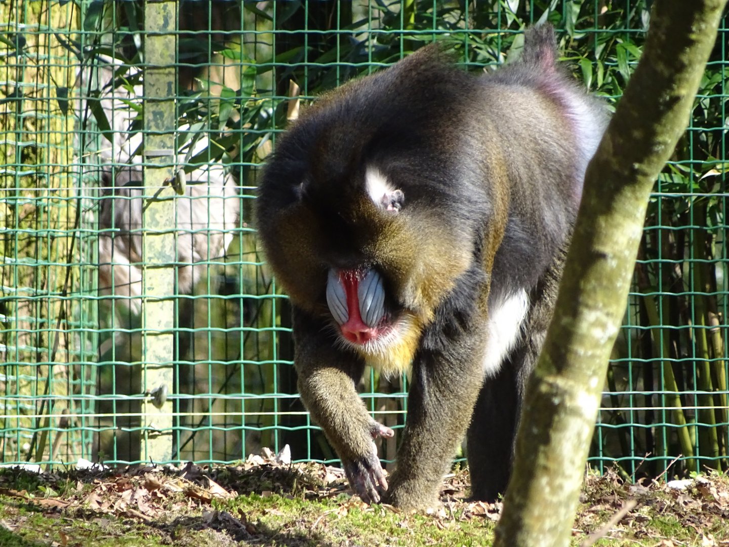 Mandrill (Mandrillus sphinx)