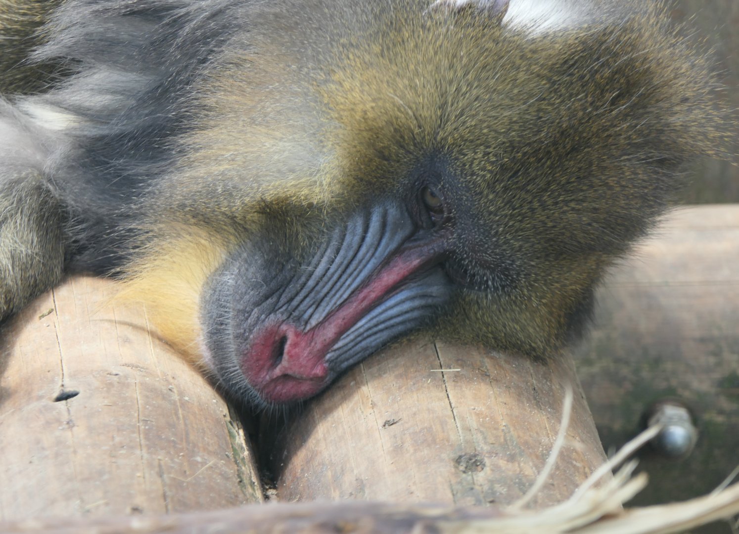 Mandrill (Mandrillus sphinx)