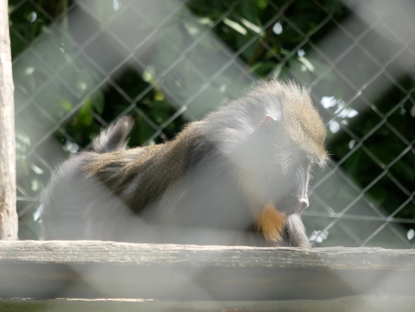 Mandrill (Mandrillus sphinx)