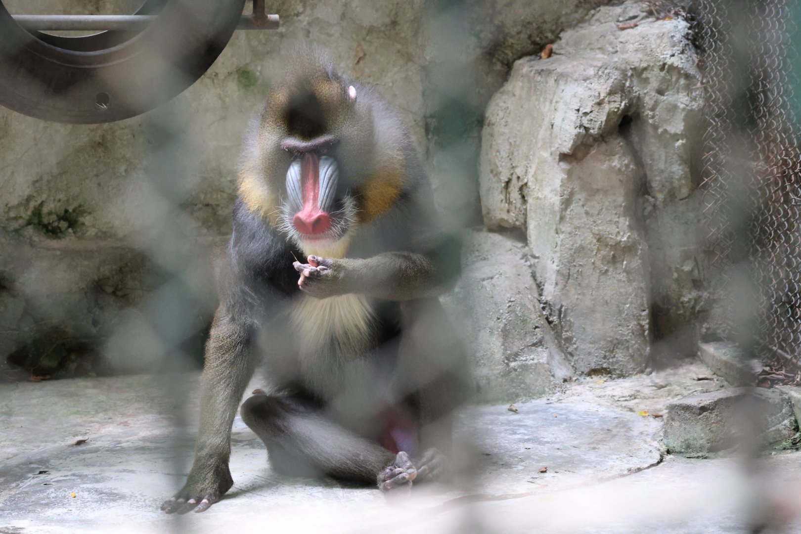 Mandrill (Mandrillus sphinx)