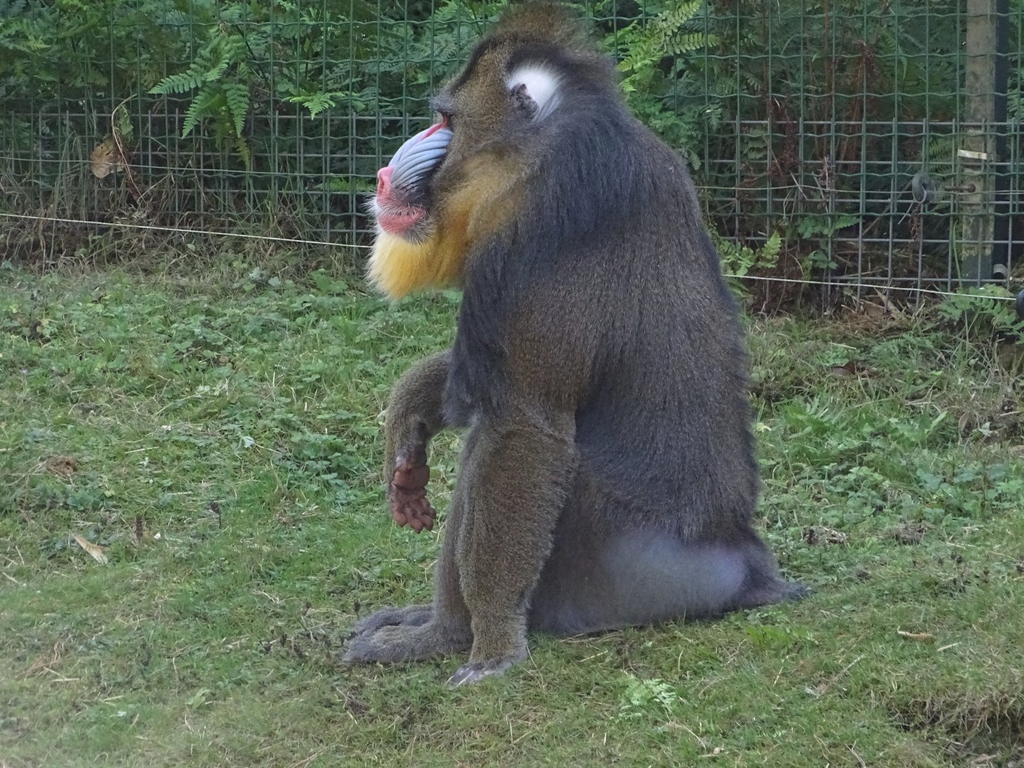 Mandrill (Mandrillus sphinx)