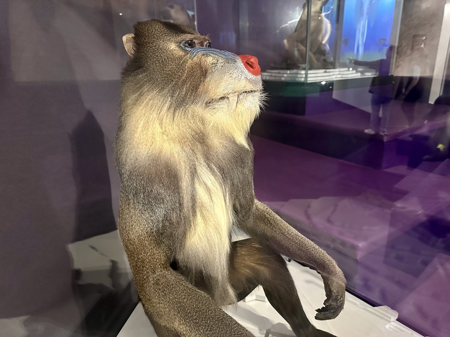 Mandrill (Mandrillus sphinx)
