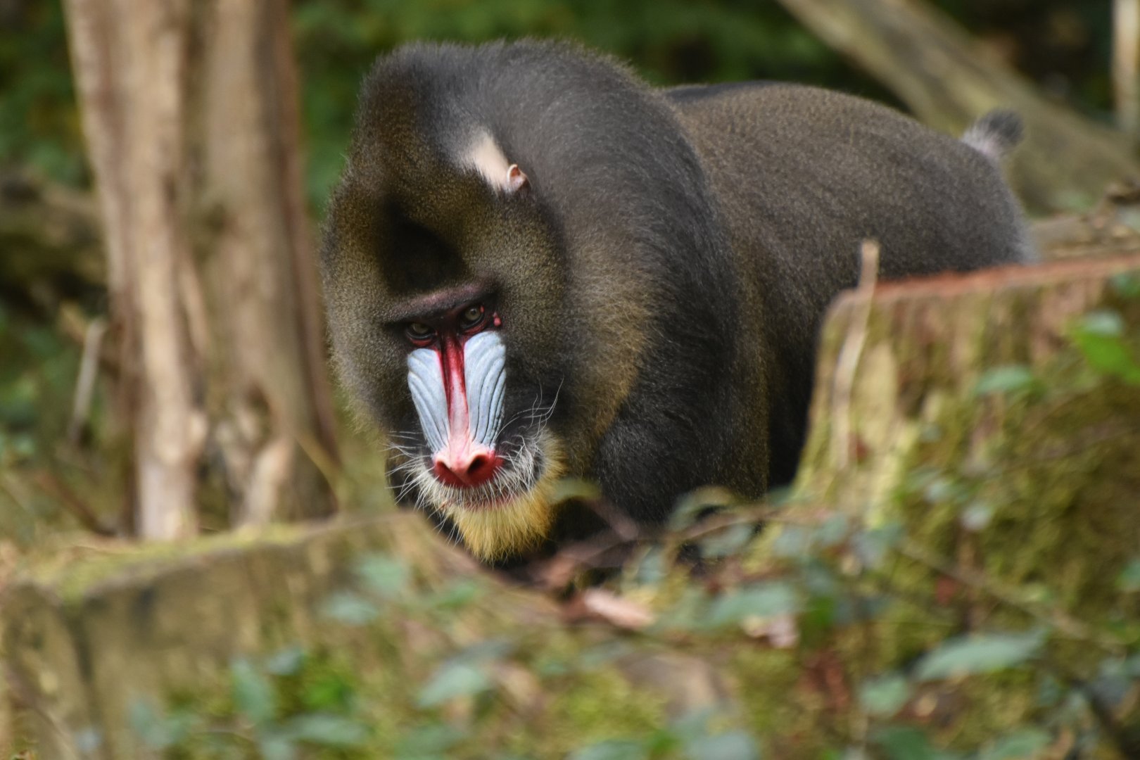 Mandrill (Mandrillus sphynx)