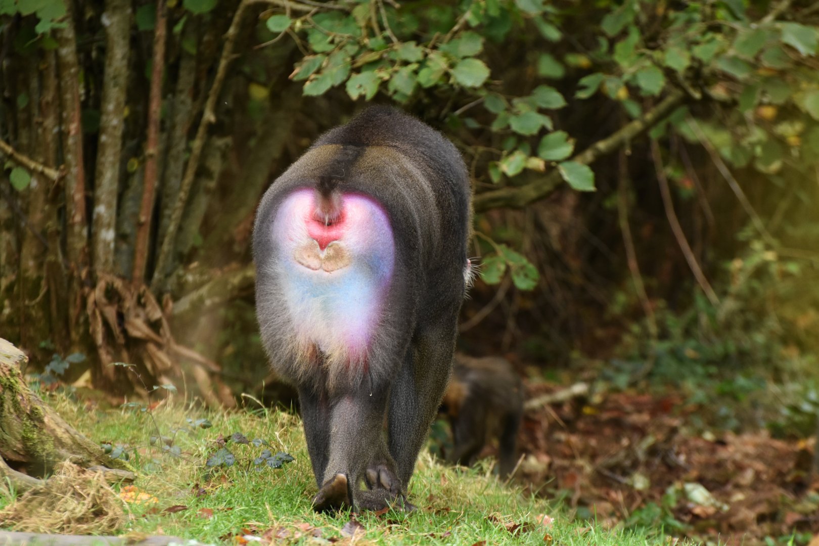 Mandrill (Mandrillus sphynx)