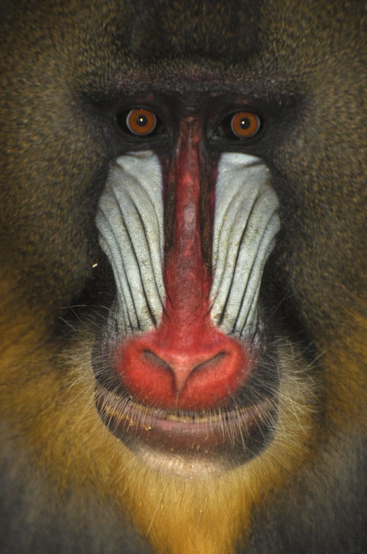 Mandrill (Mandrillus sphynx)