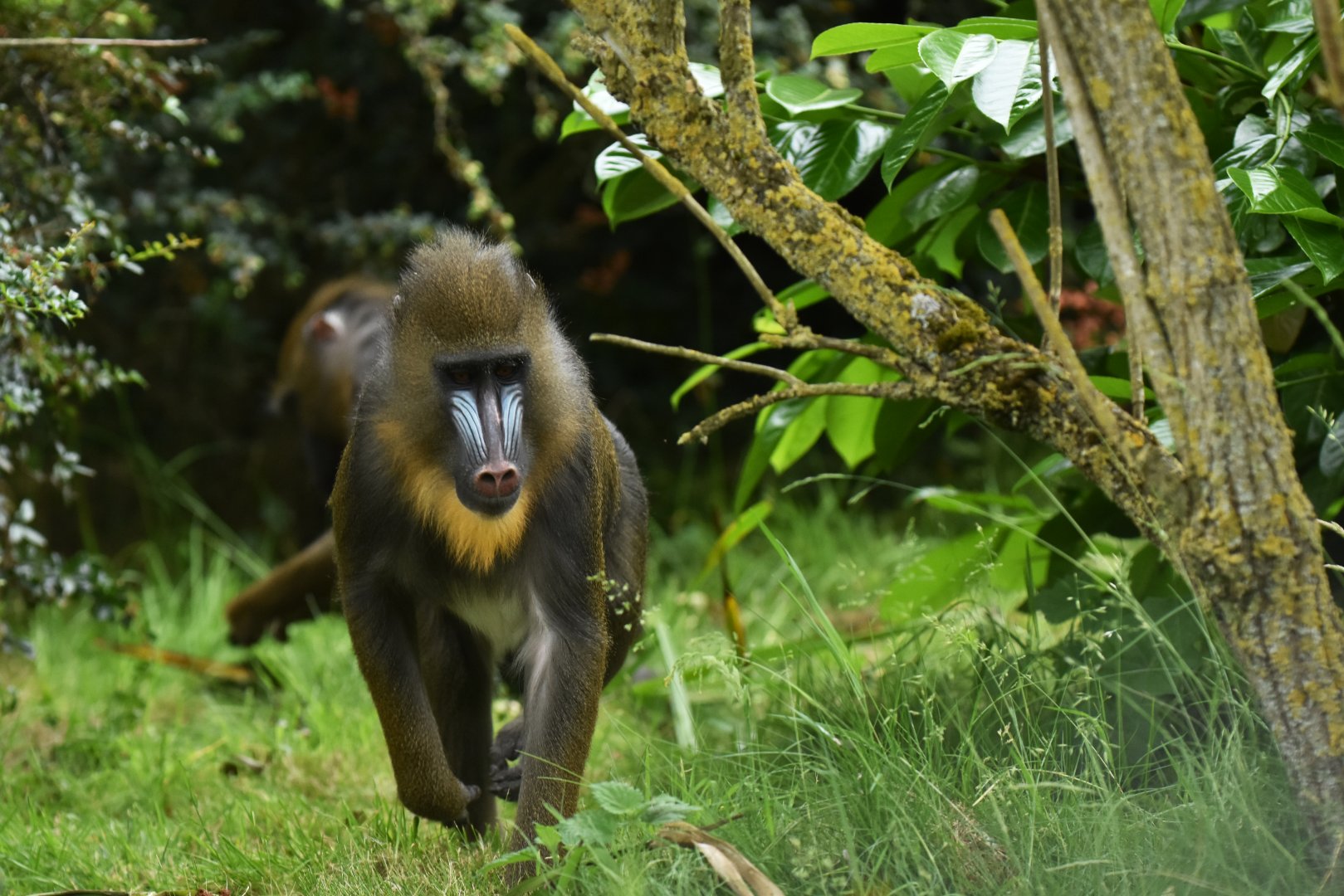 Mandrill (Mandrillus sphynx)