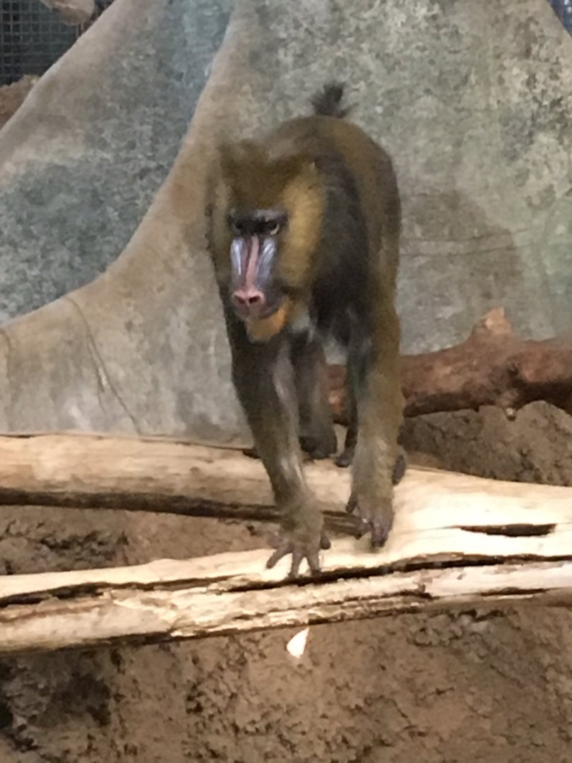 Mandrill | Milwaukee County Zoo