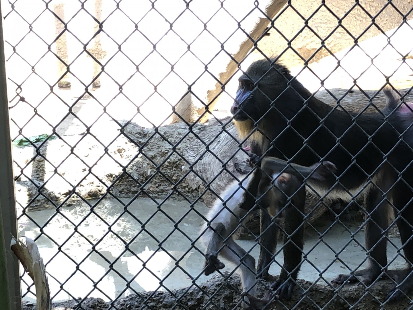 Mandrill mom and baby