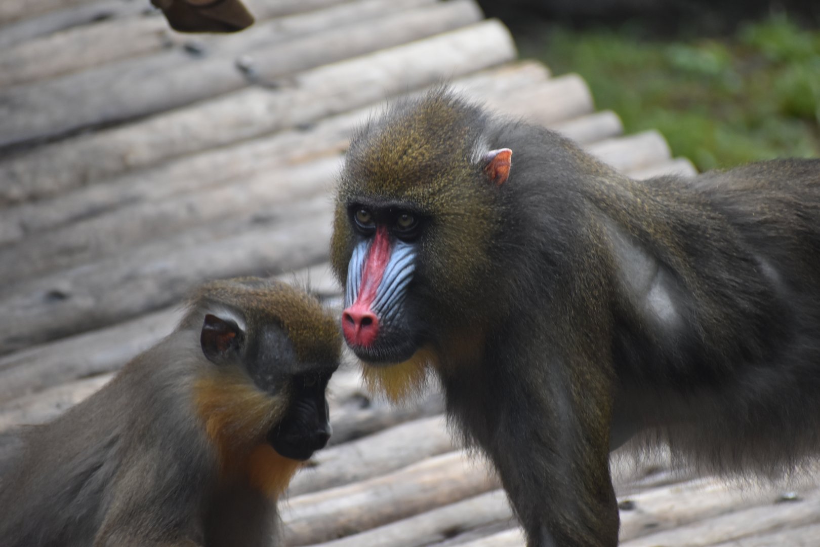 Mandrill Mom
