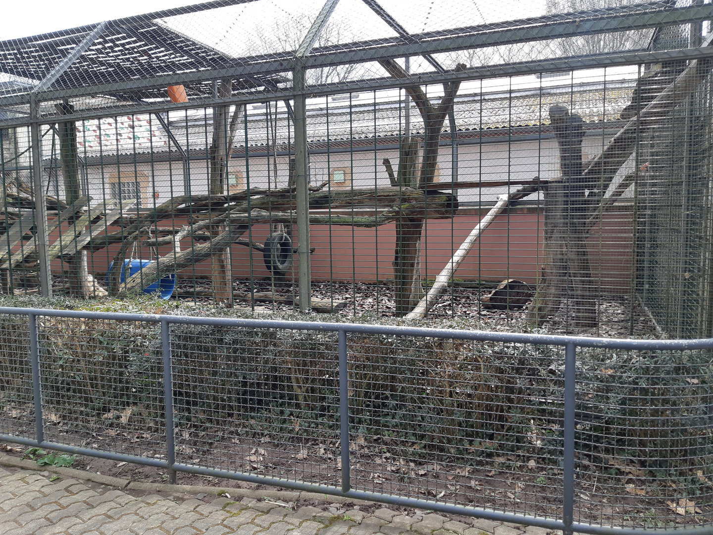 Mandrill outdoor exhibit - Zoo Saarbrücken