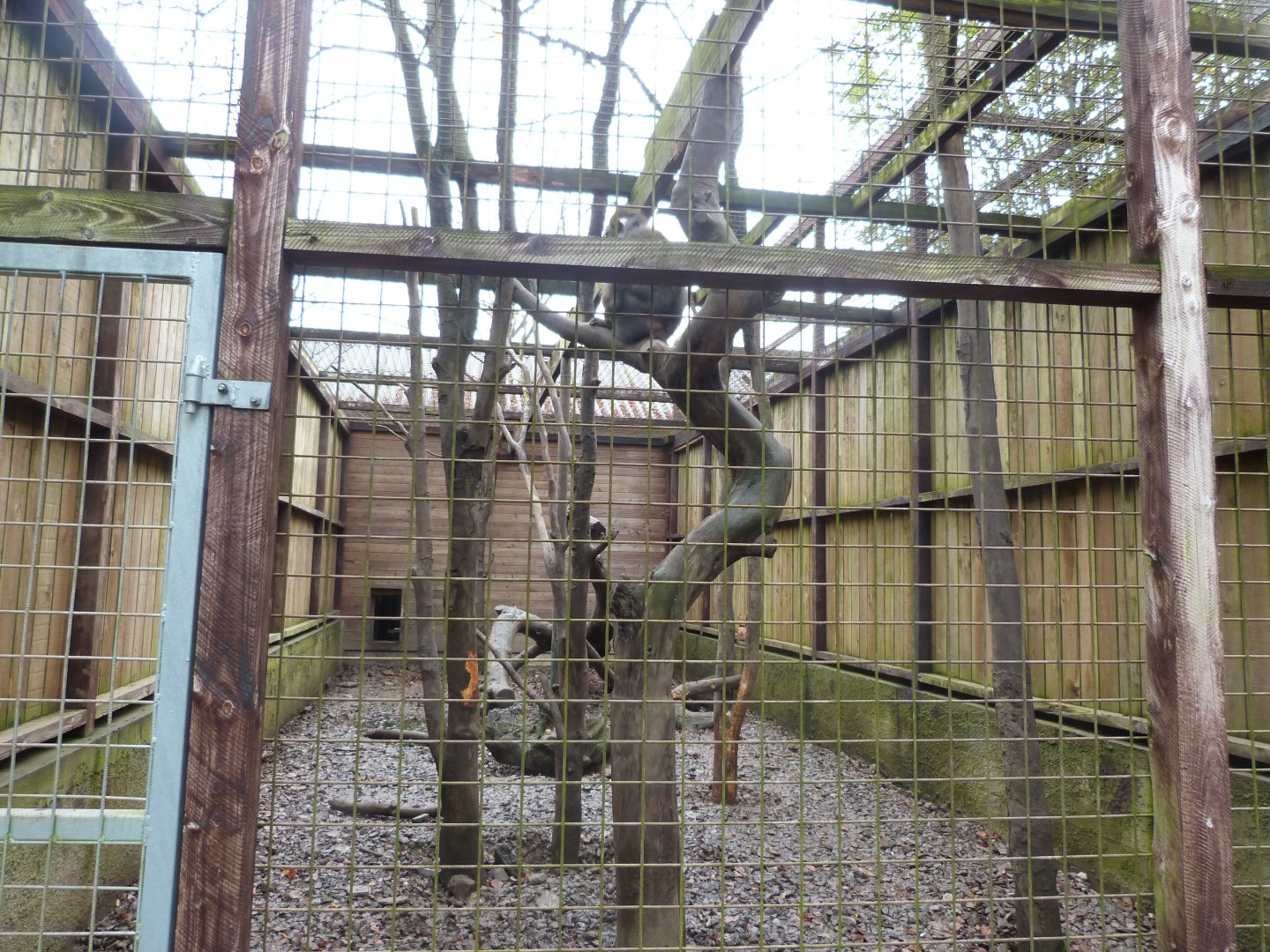 Mandrill - Parc animalier de Bouillon