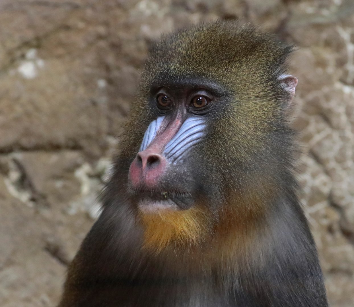 Mandrill - Potter Park Zoo - 05/20/19