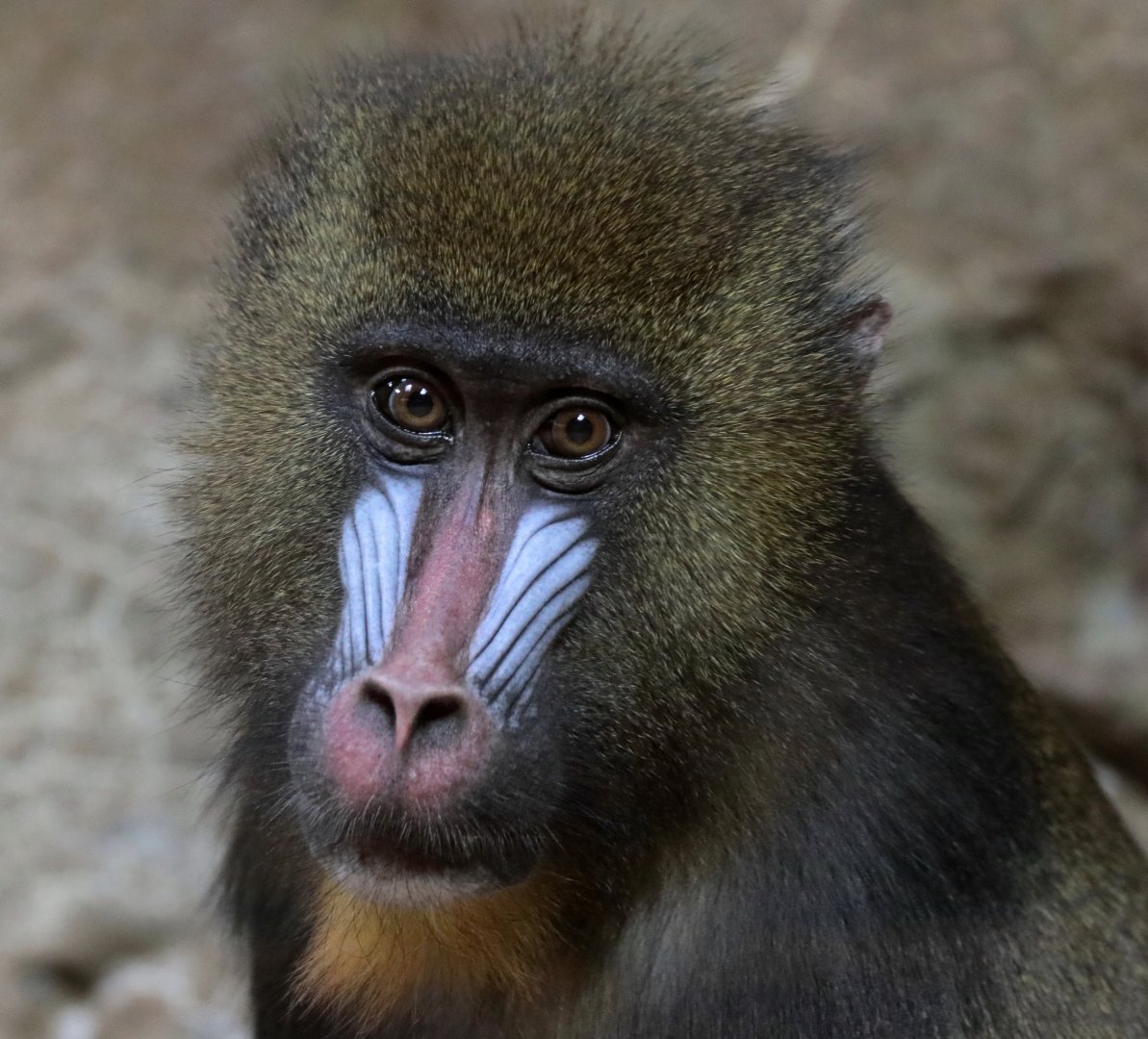 Mandrill - Potter Park Zoo - 05/20/19