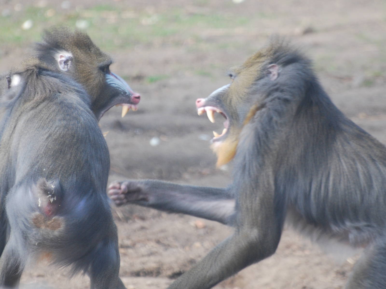 Mandrill ruckus