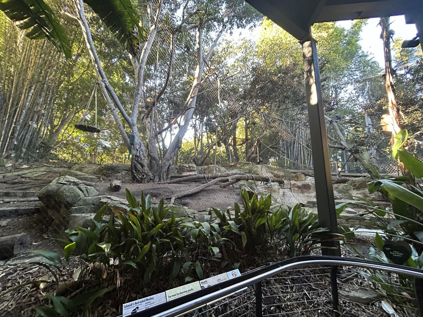 Mandrill & Schmidts Red-tailed Monkey Exhibit - Monkey Trails & Forest Tales