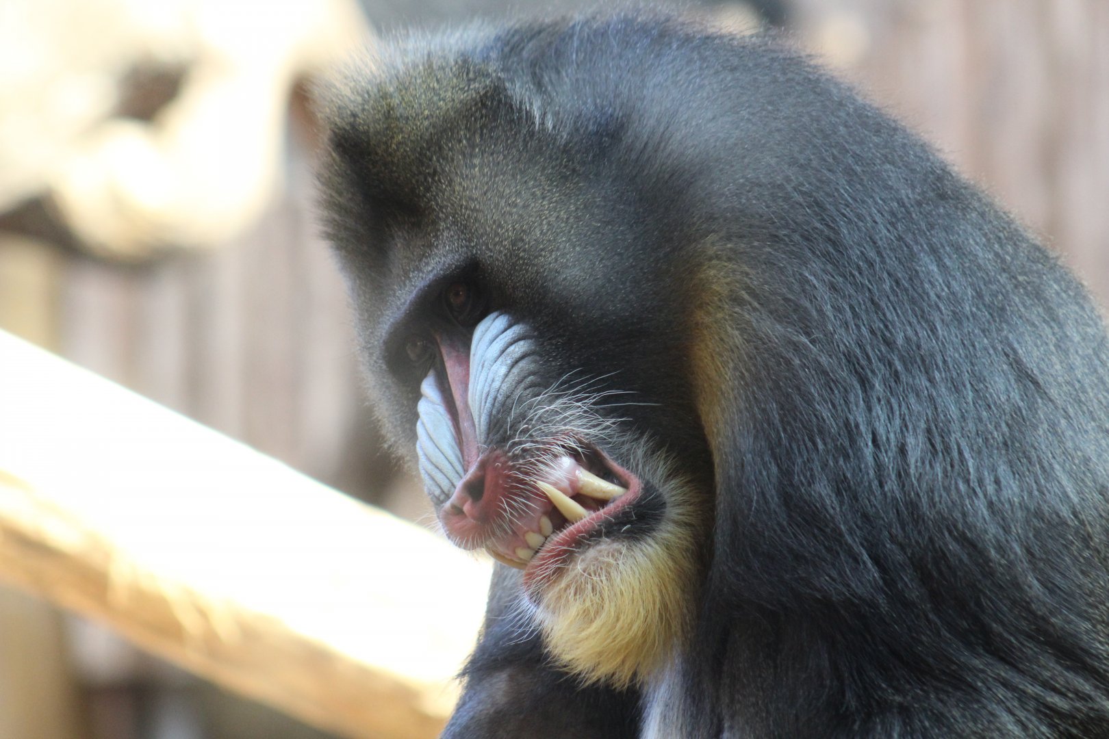 Mandrill Smile