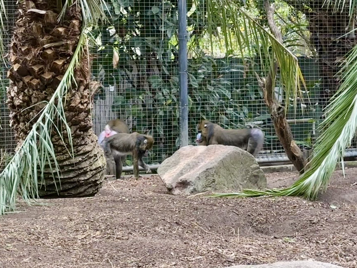 Mandrill Troop
