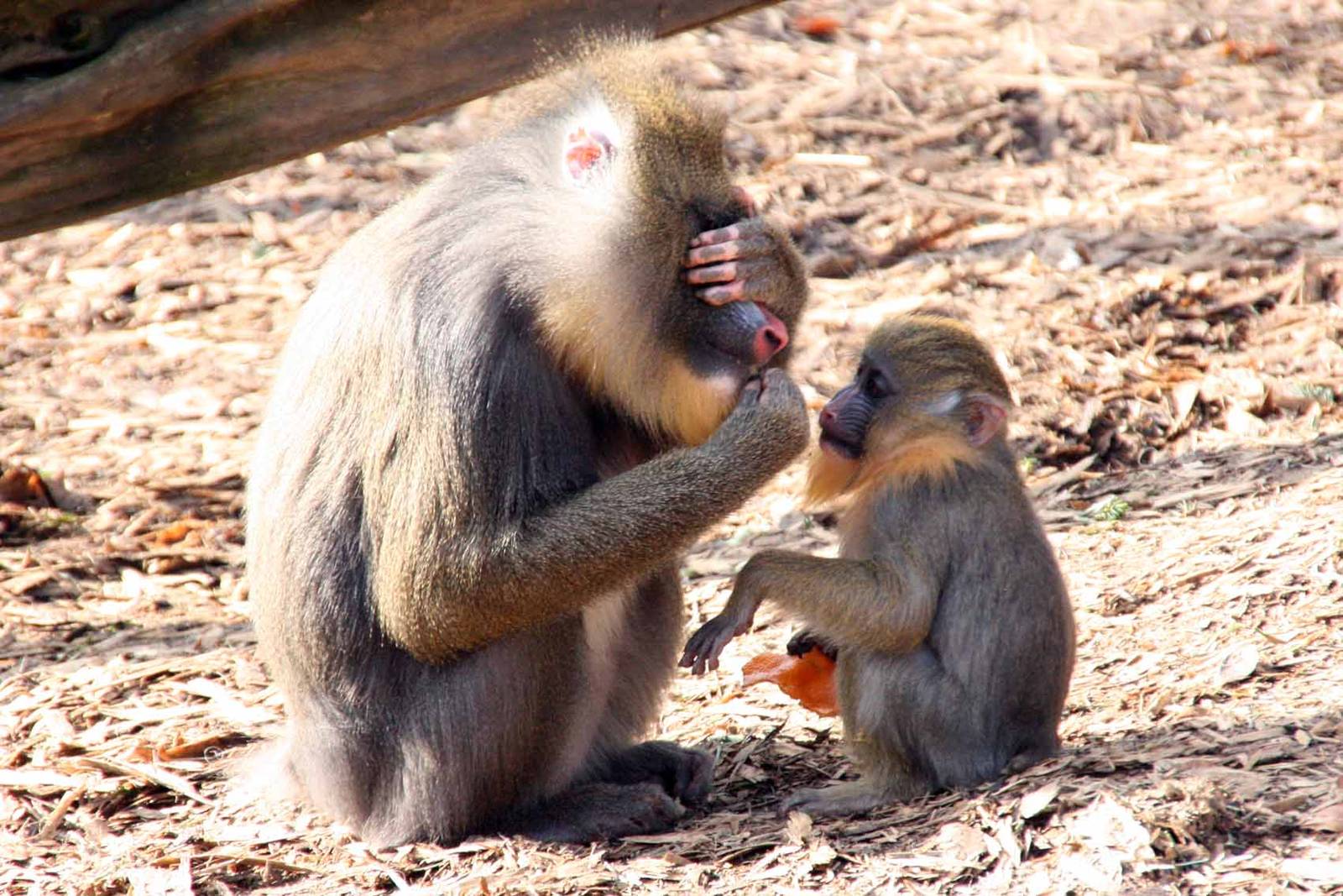 Mandrill turns a blind eye