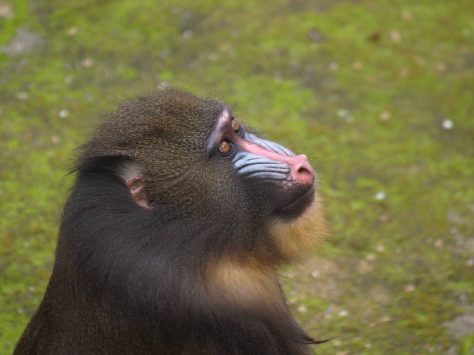 Mandrill waiting for treat