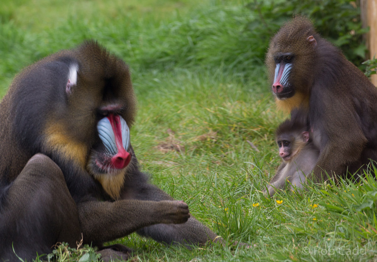 Mandrill : Wingham : 06 May 2017