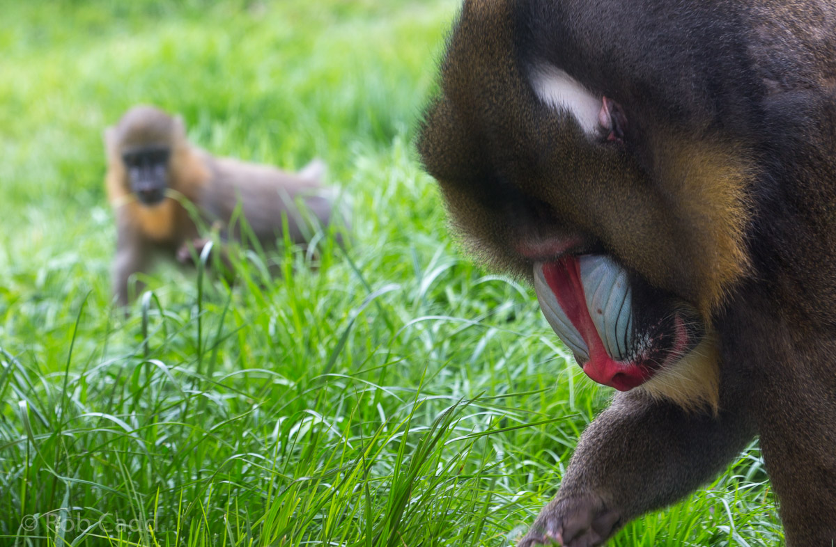 Mandrill : Wingham : 06 May 2017