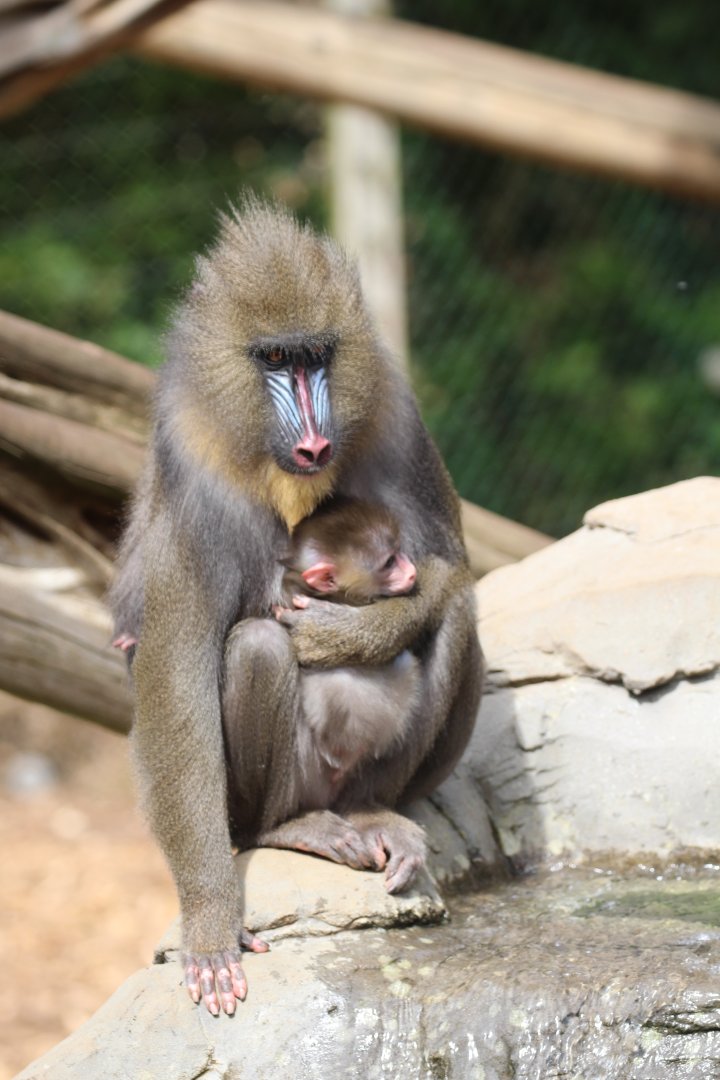 Mandrill, with three-week-old baby