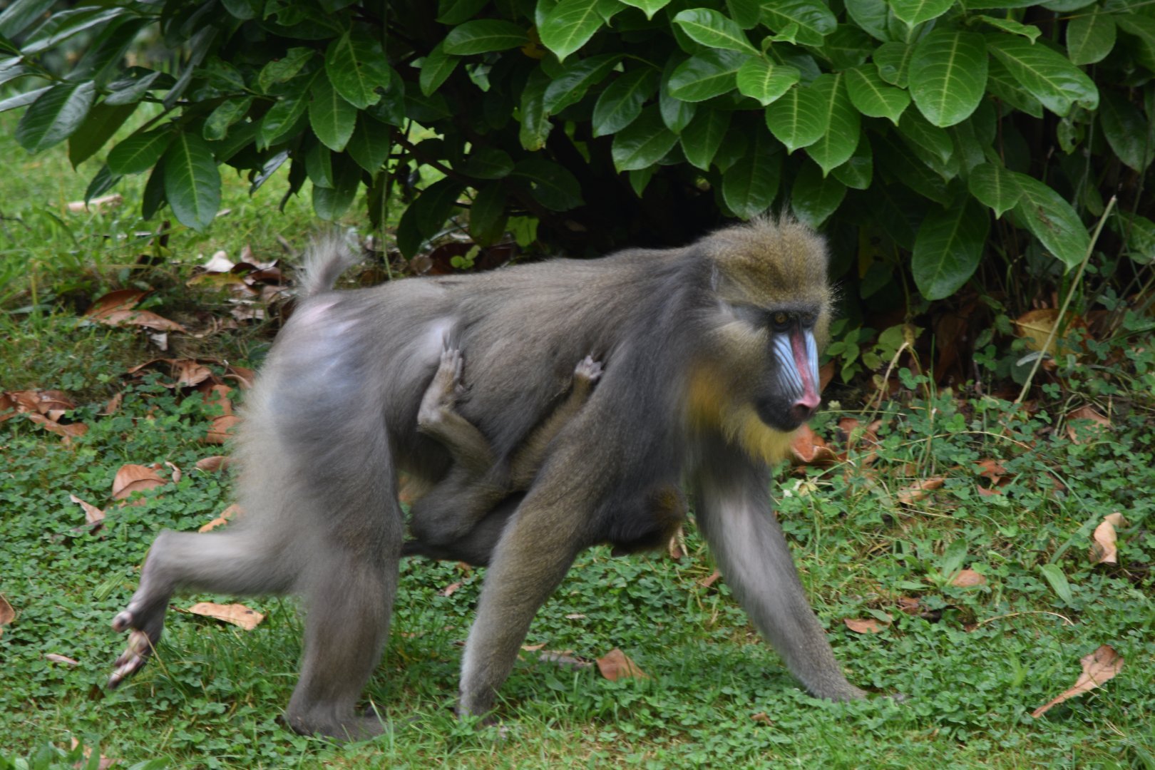 Mandrill with young