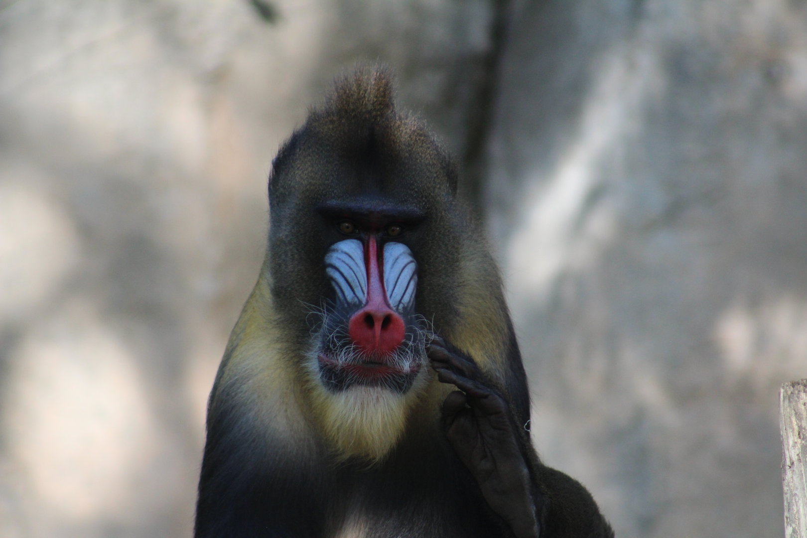Mandrill - World of Primates