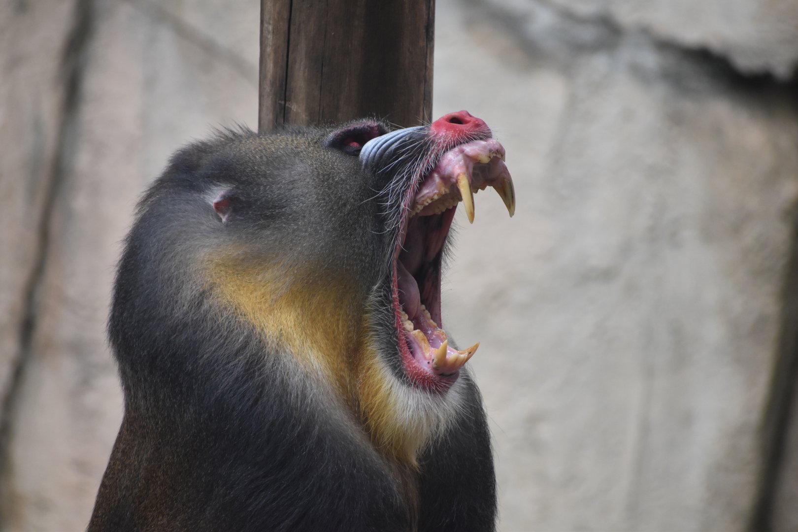 Mandrill Yawning