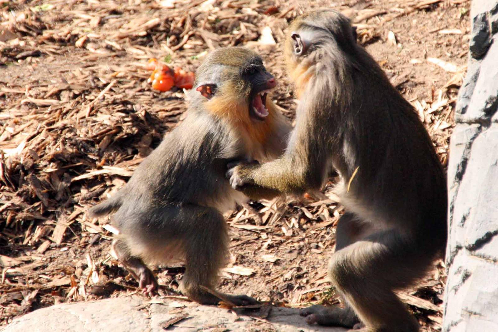 Mandrill young play fighting