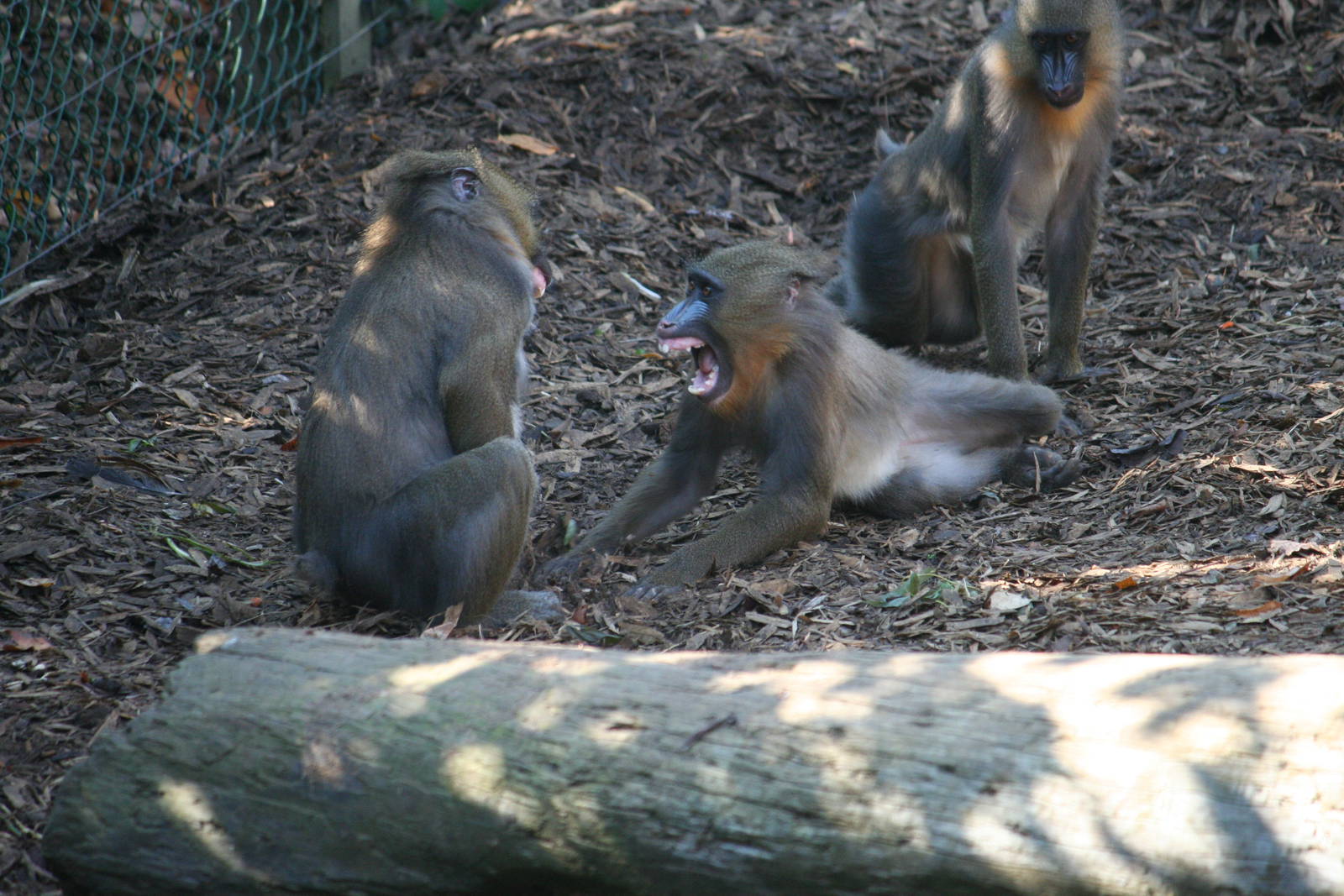 Mandrill youngsters, 01/10/2011