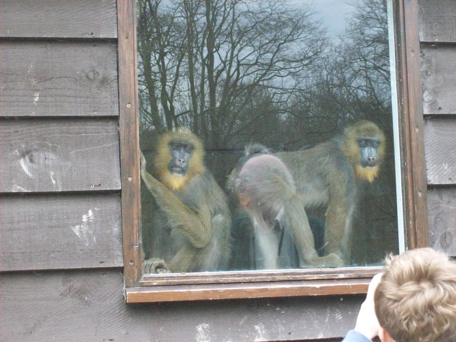 mandrill youngsters in indoor area