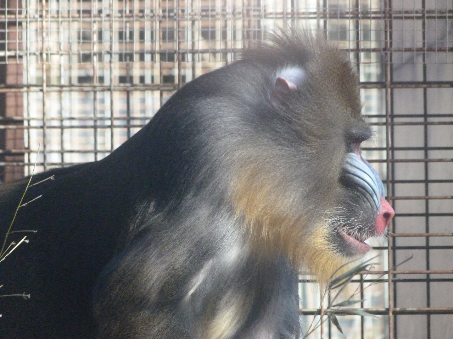 Mandrill -Zoo Aquarium de Madrid (2025)