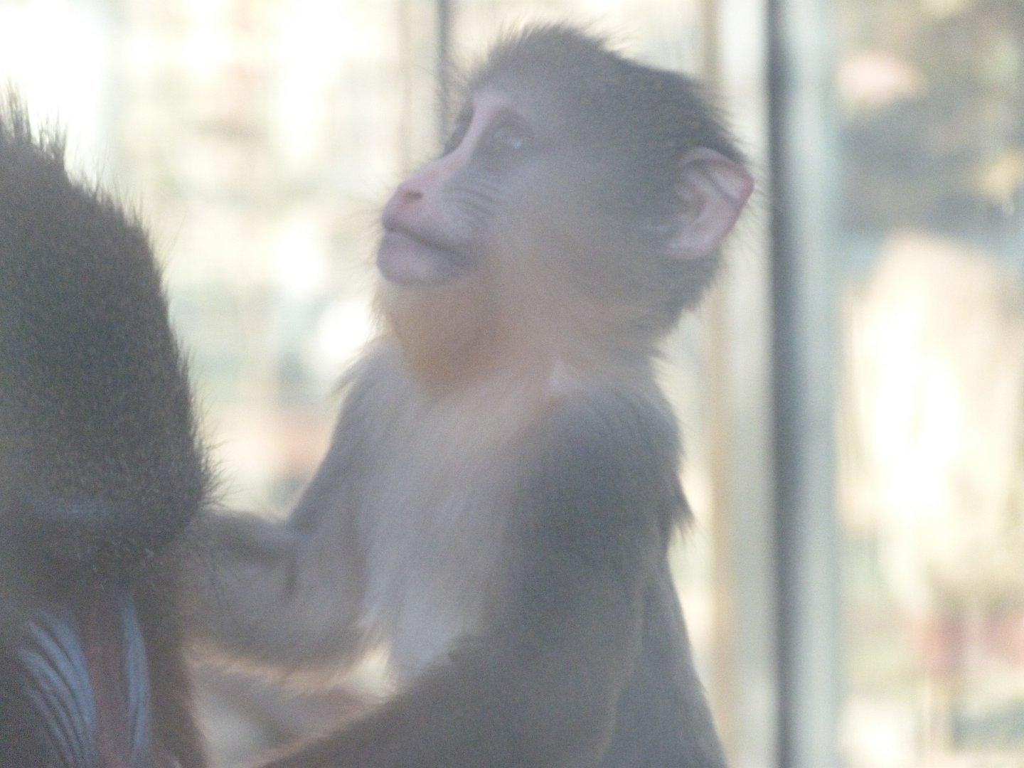 Mandrill -Zoo Aquarium de Madrid (2025)