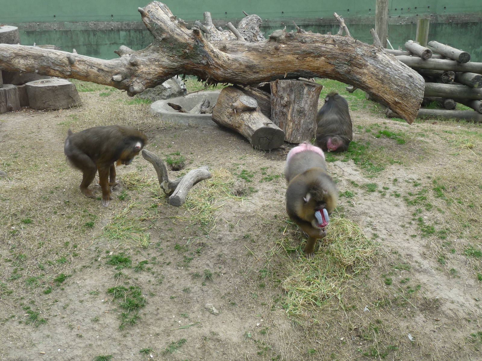 MANDRILL ZOO DE BUENOS AIRES