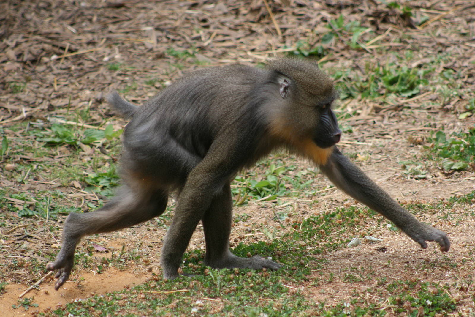Mandrill