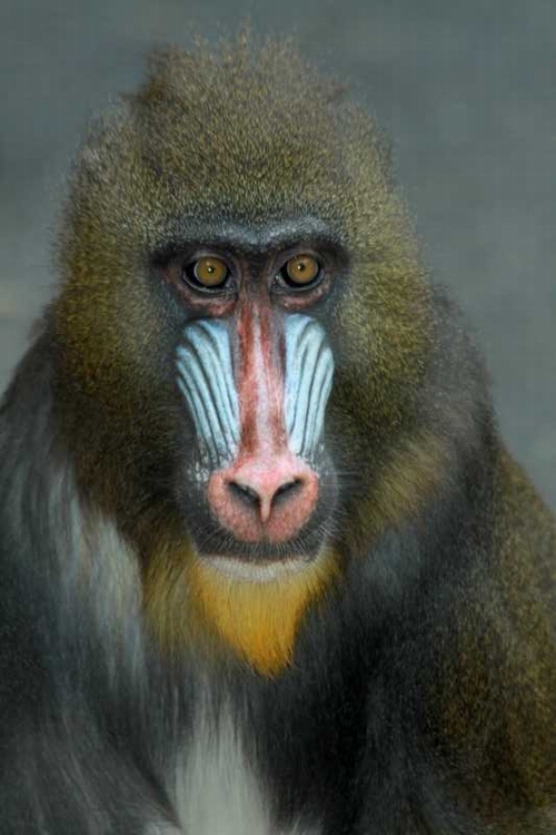Mandrill