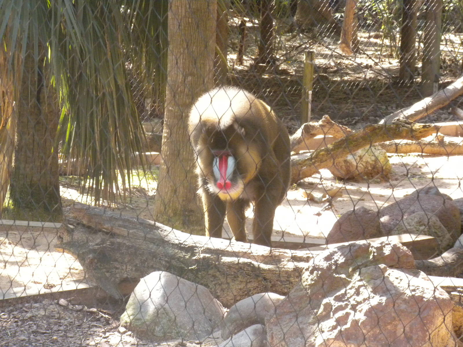 Mandrill