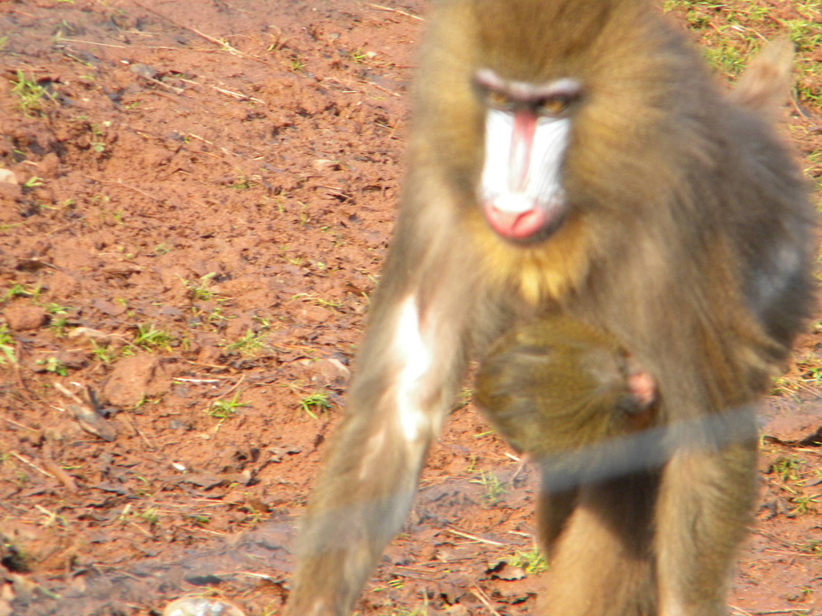 Mandrill.