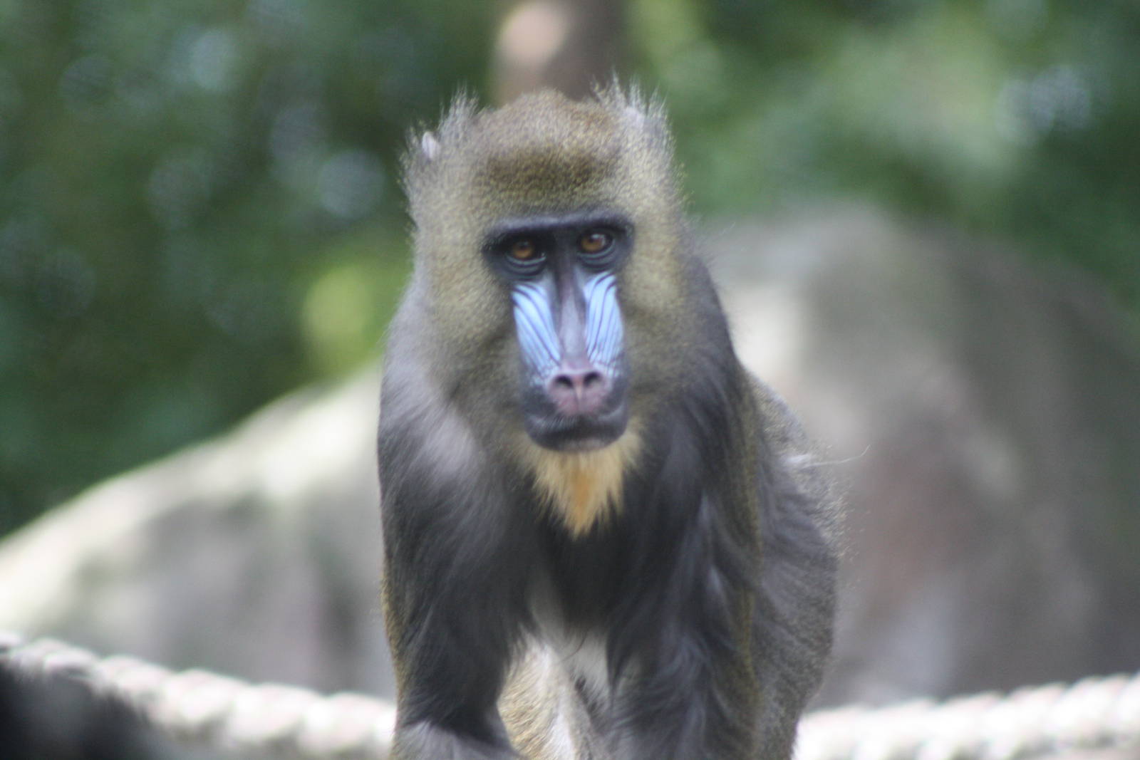 mandrill