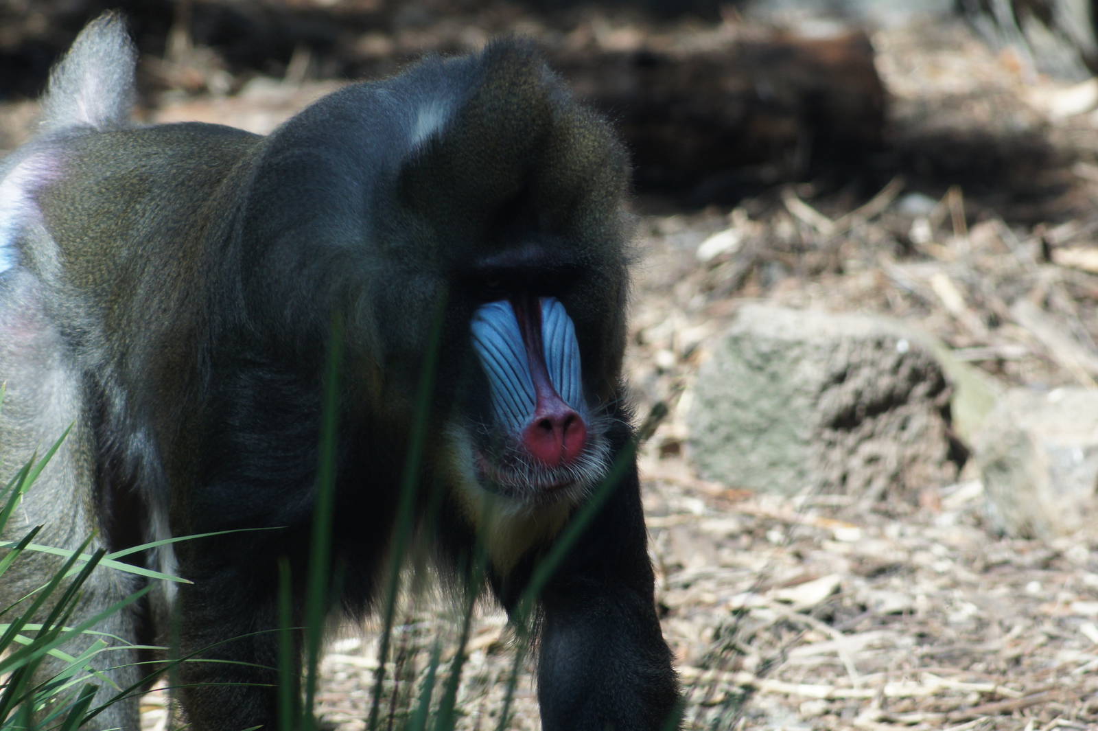 Mandrill