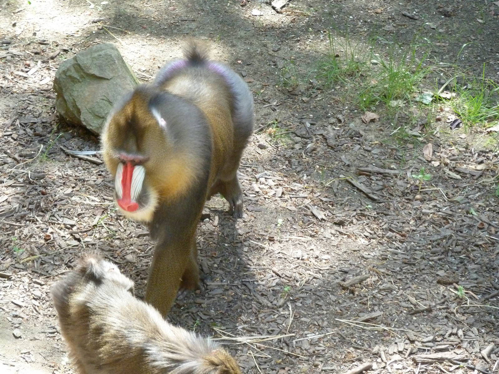 Mandrill