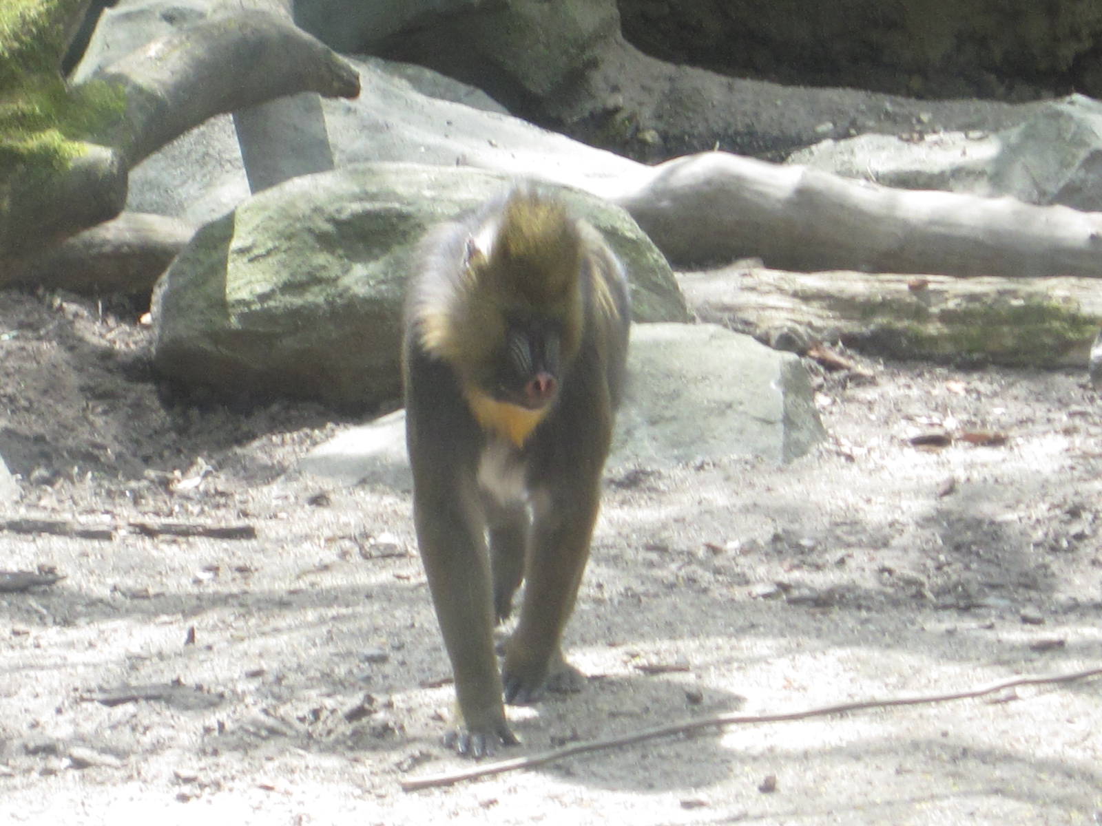 Mandrill