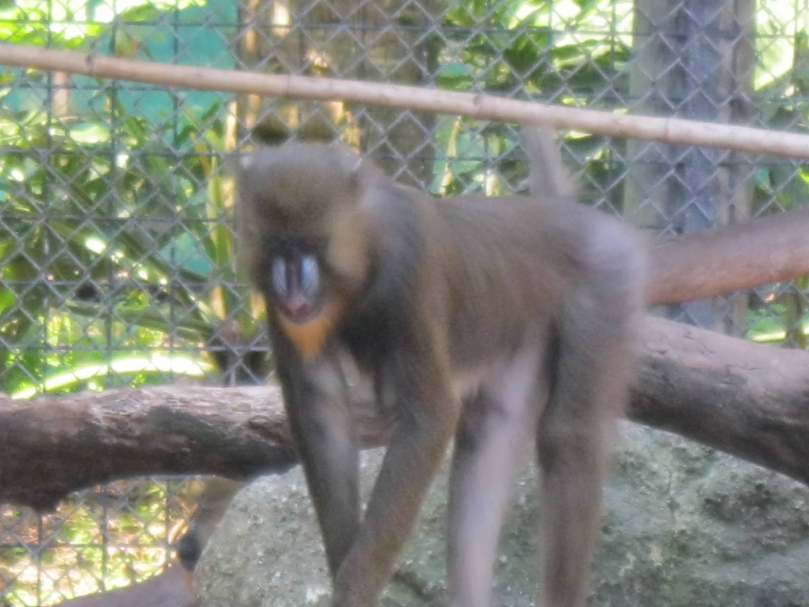 Mandrill